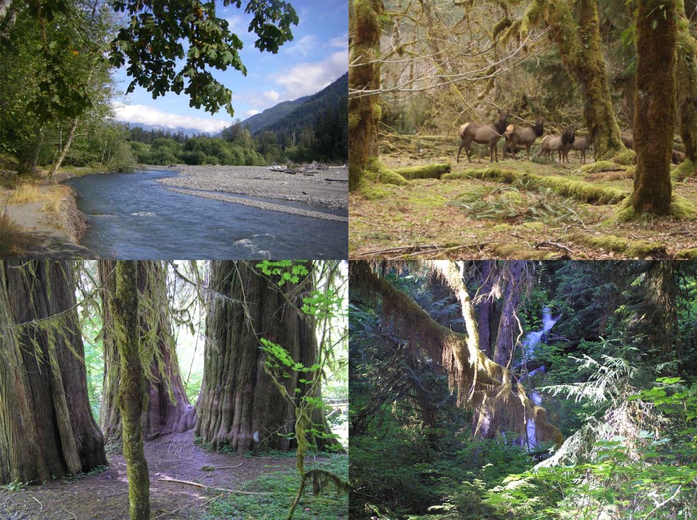 Temperate Rain Forest - Olympic National Park (U.S. National Park Service)