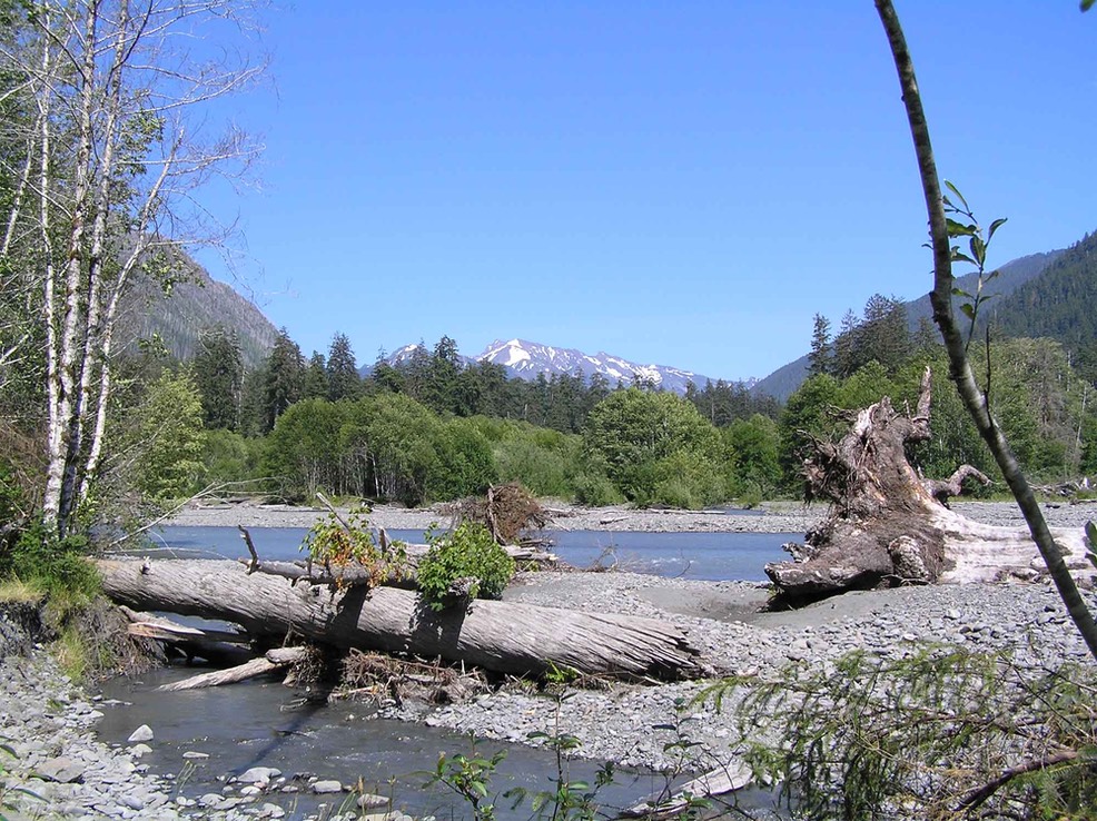 Visiting the Hoh Rain Forest - Olympic National Park (U.S. National Park  Service)